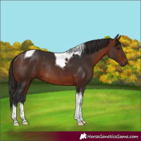 Horse Color:Bay Tobiano Rabicano 