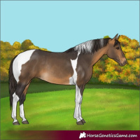 Horse Color:Buckskin Tobiano Rabicano