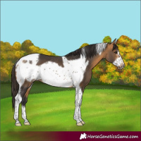 Horse Color:Buckskin Tobiano Frame Rabicano