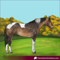 Horse Color:Buckskin Tobiano Rabicano