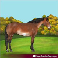 Horse Color:Bay Frame Rabicano 