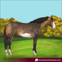 Horse Color:Buckskin Frame Rabicano 