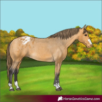 Horse Color:Buckskin Appaloosa Rabicano