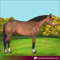 Horse Color:Bay Rabicano 