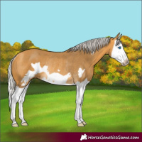 Horse Color:Silver Buckskin Splash Frame Rabicano 