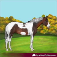 Horse Color:Bay Tobiano Frame Rabicano