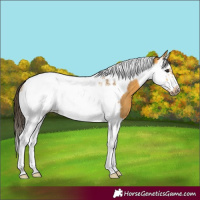 Horse Color:Buckskin Splash Tobiano Frame Rabicano
