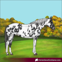 Horse Color:Black Tobiano Near Leopard Rabicano 
