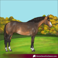 Horse Color:Buckskin Rabicano