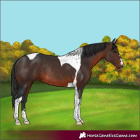 Horse Color:Brown Tobiano Rabicano