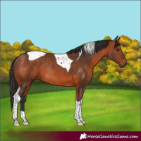 Horse Color:Bay Tobiano Rabicano 