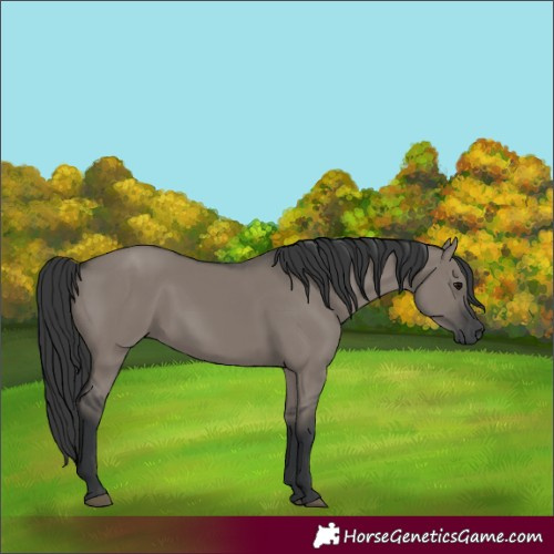 Horse Color:Grullo 