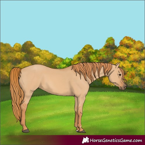 Horse Color:Red Dun 