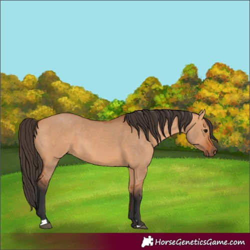 Horse Color:Bay Dun 