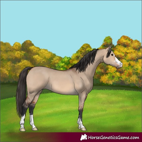 Horse Color:Bay Dun 