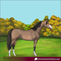 Horse Color:Bay Dun