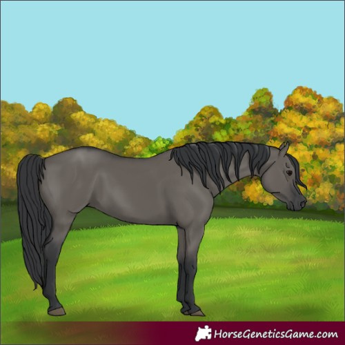 Horse Color:Grullo