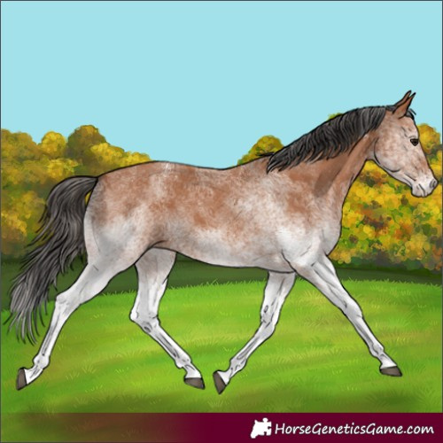Horse Color:White Spotted Bay 