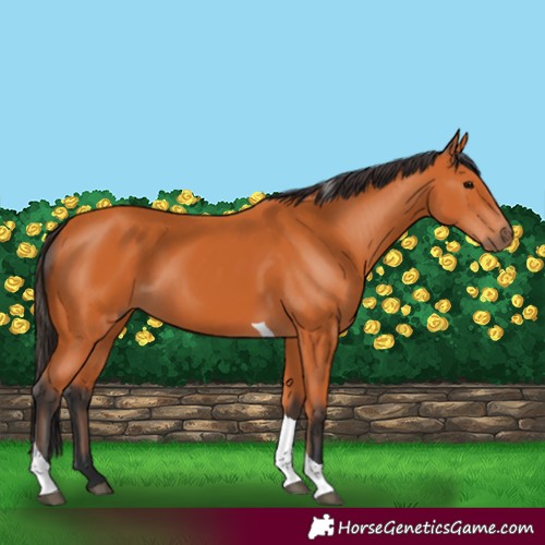 Horse Color:Bay Tobiano 