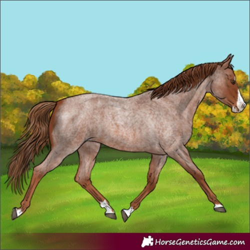 Horse Color:Unknown 