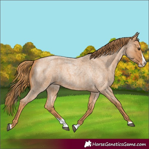 Horse Color:Unknown 