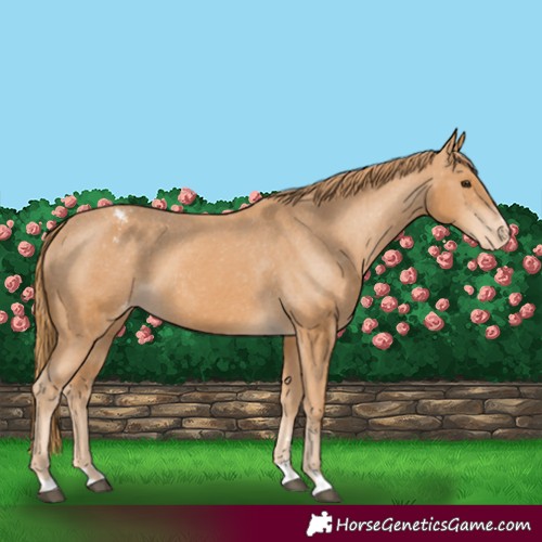 Horse Color:Chestnut Appaloosa