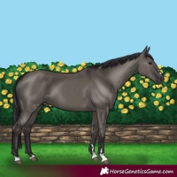 Horse Color:Smoky Grullo