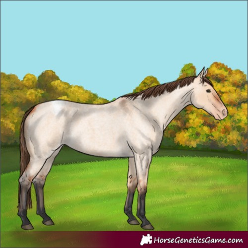 Horse Color:Bay Roan Dun Appaloosa