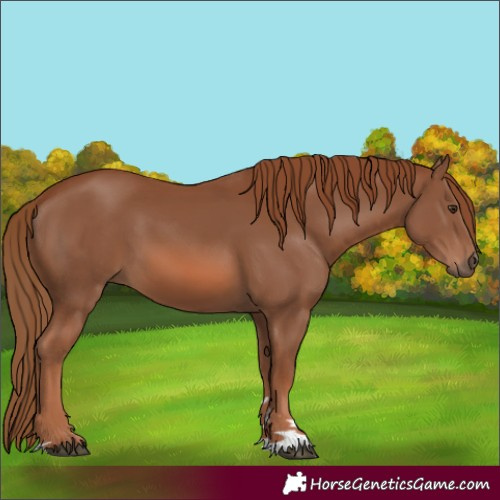 Horse Color:Unknown 