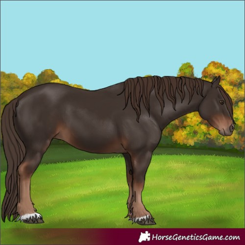 Horse Color:Liver Chestnut 