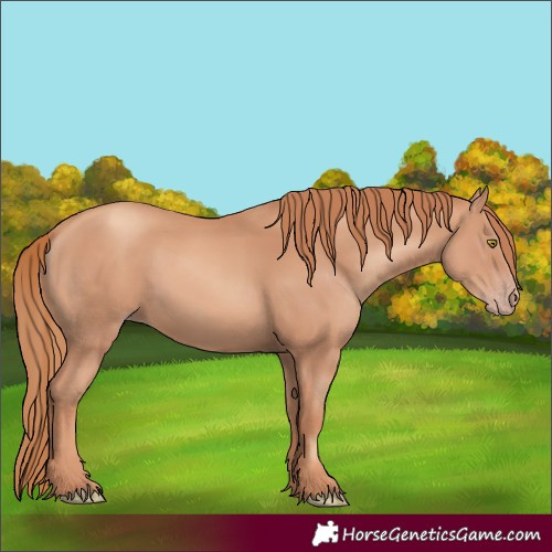 Horse Color:Unknown 