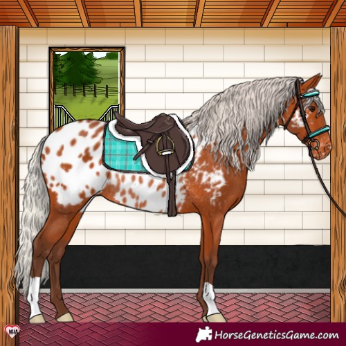 Horse Color:Silver Bay Near Leopard Rabicano