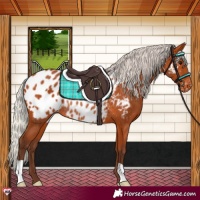 Horse Color:Silver Bay Near Leopard Rabicano 