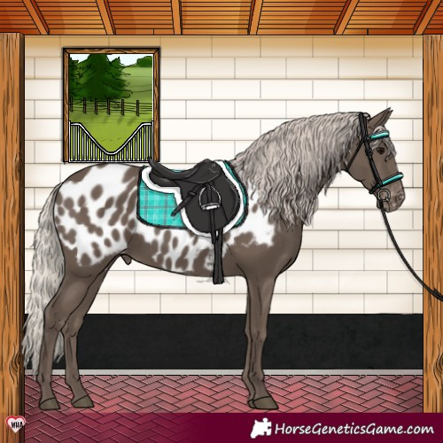 Horse Color:Silver Black Near Leopard 