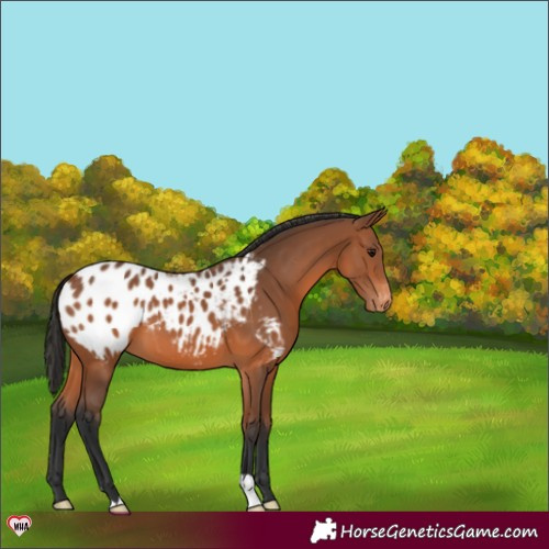Horse Color:Bay Blanket 