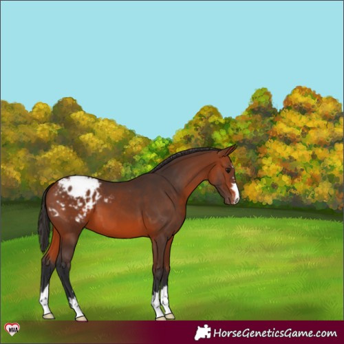 Horse Color:Bay Appaloosa 