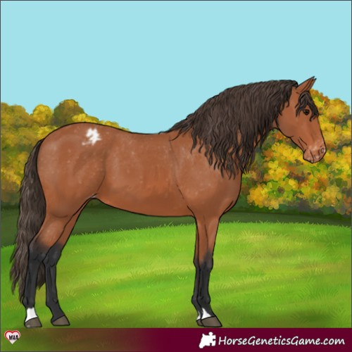 Horse Color:Bay Appaloosa 