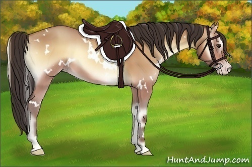 Horse Color:White Spotted Amber Champagne Onyx 
