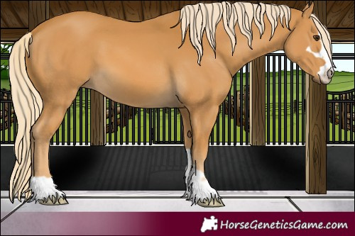 Horse Color:Palomino 