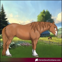 Horse Color:Chestnut 