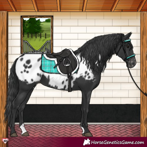 Horse Color:Black Appaloosa 