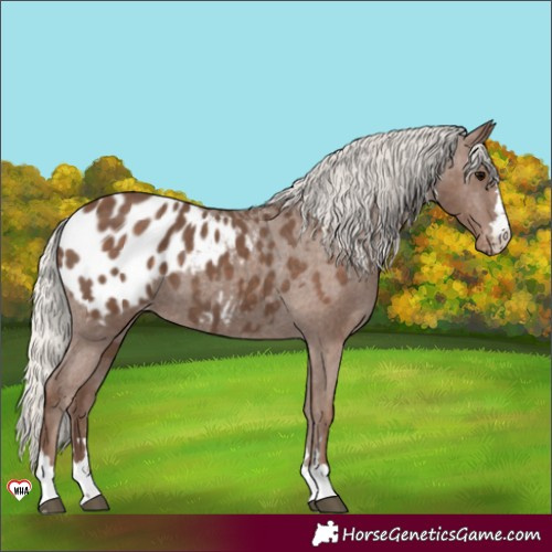Horse Color:Silver Black Appaloosa 