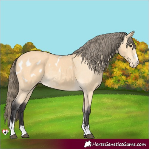 Horse Color:Buckskin Appaloosa 