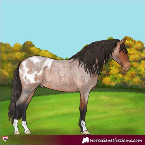 Horse Color:Bay Roan Appaloosa 