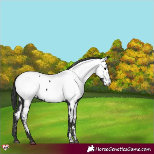 Horse Color:Black Appaloosa 
