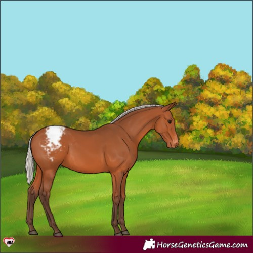 Horse Color:Silver Bay Snowcap 