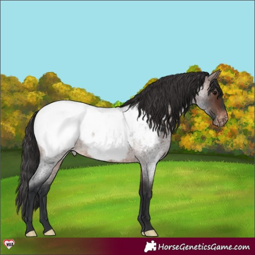 Horse Color:Brown Roan Appaloosa 