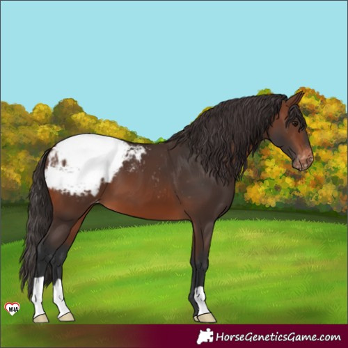 Horse Color:Brown Appaloosa 
