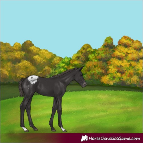 Horse Color:Smoky Black Appaloosa 