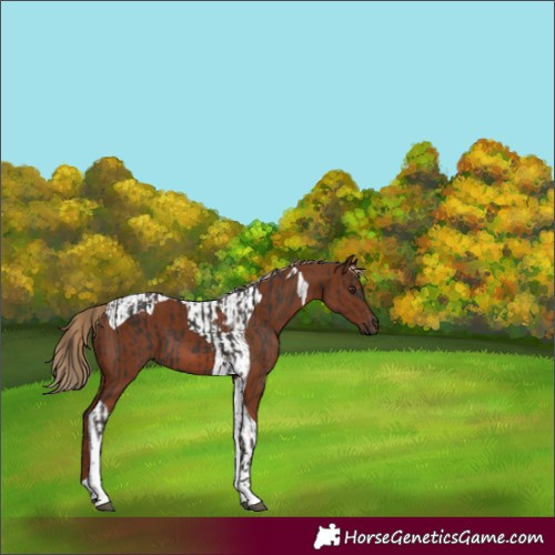 Horse Color:Liver Chestnut Tobiano  and Chestnut Tobiano 